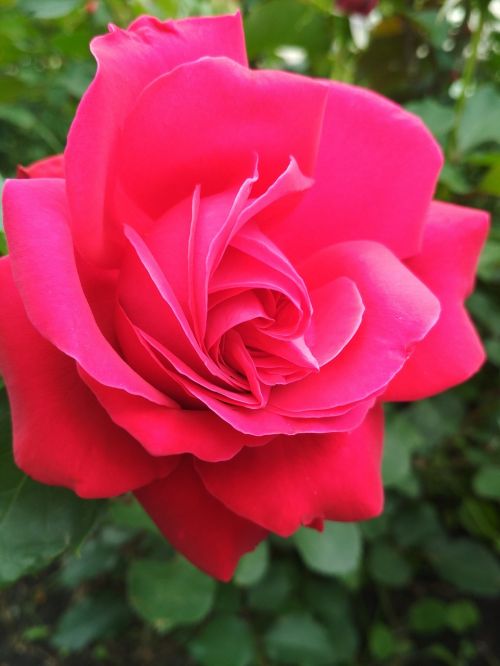rose bud pink flower