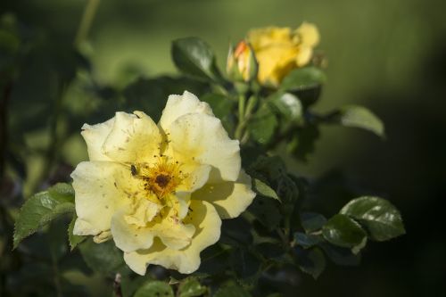 rose summer yellow