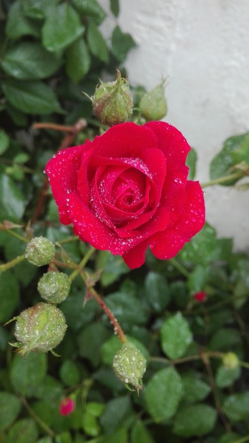 rose waterdrops red