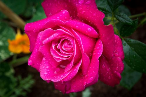 rose pink flower