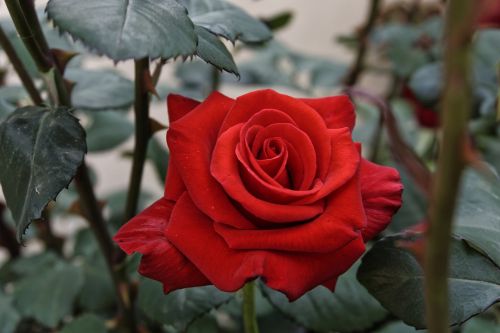 rose love romance