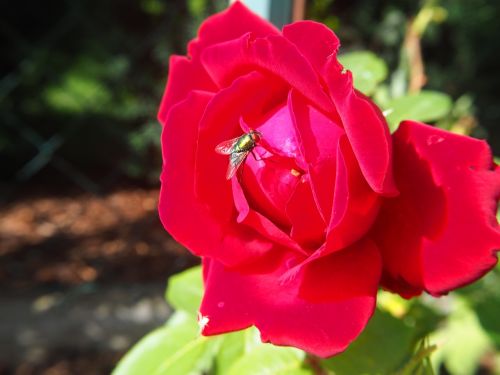 rose red flower red rose