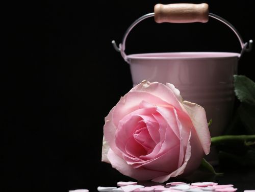 rose floribunda bucket