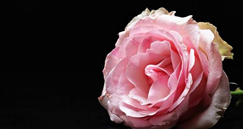 rose floribunda pink