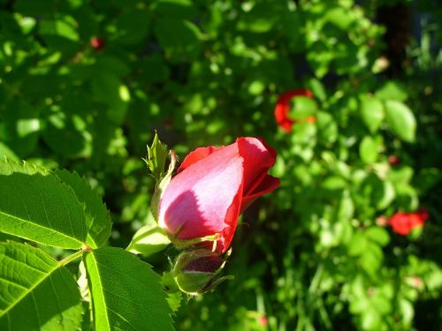 rose nature flower