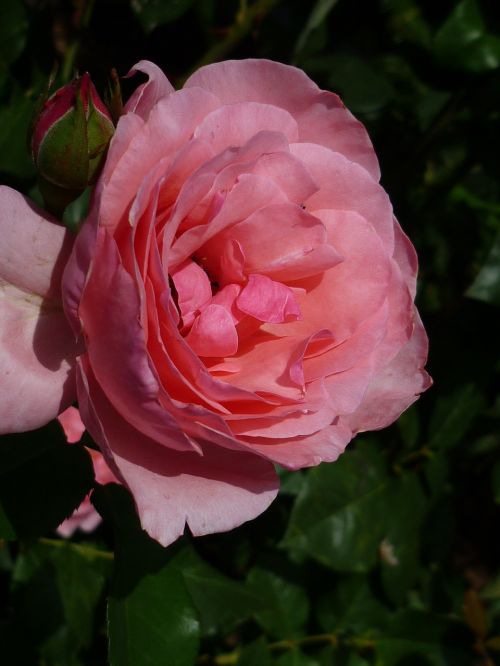 rose culture pink