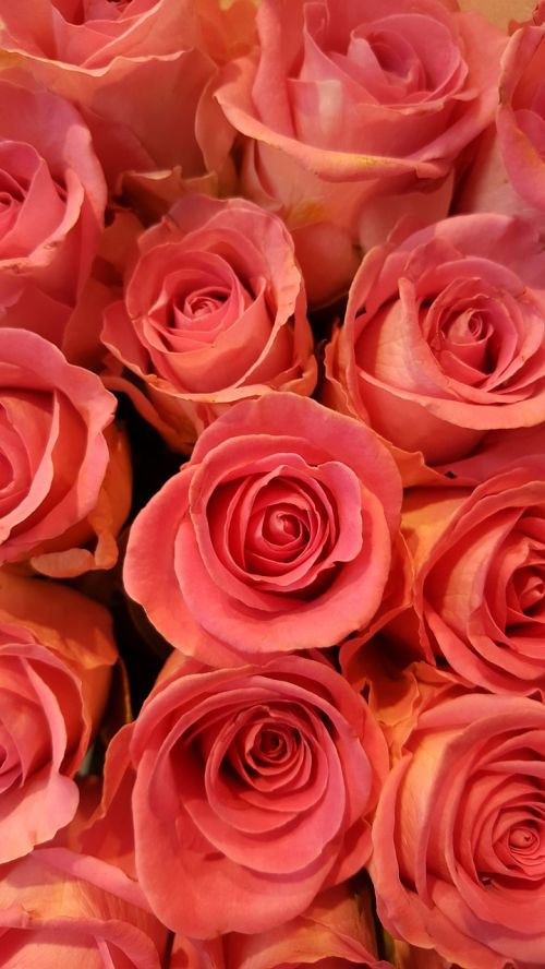 rose pink pink roses