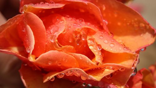 rose flowers orange