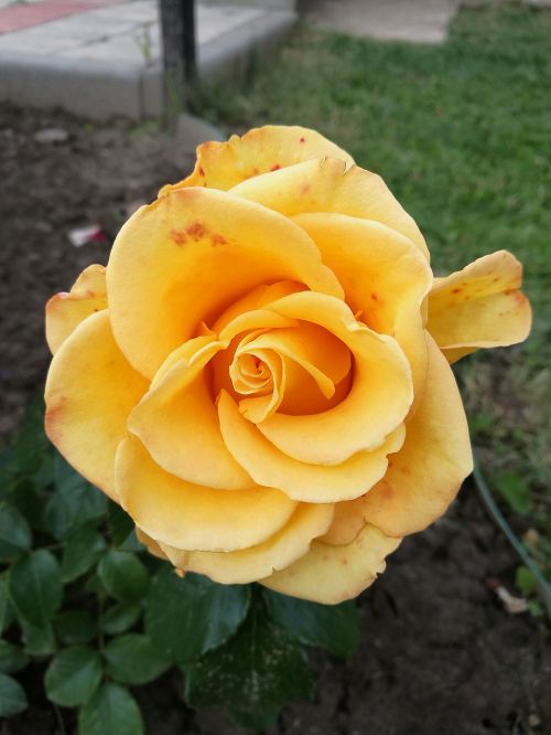 rose yellow rose bright