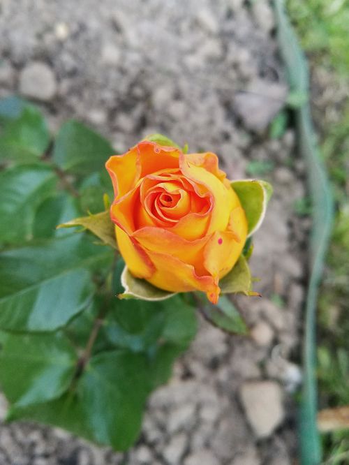 rose bud yellow rose