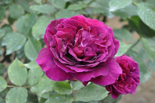 rose georgia flower