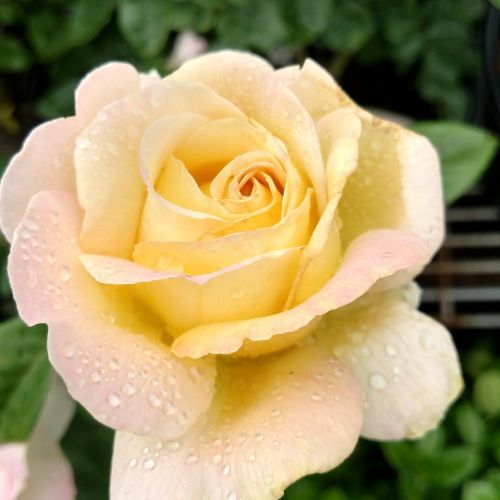 rose dewy yellow rose