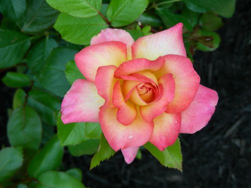 rose flower leaves