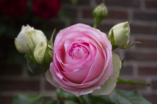 rose flower nature