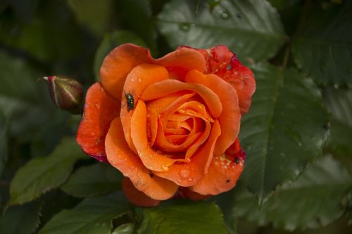 rose nature rose bloom