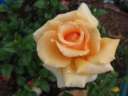 rose orange rose wet