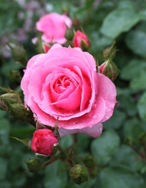 rose pink garden roses