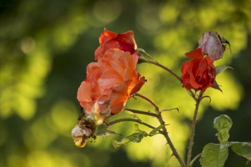 rose vanishing garden