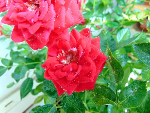 rose plant ornamental plants