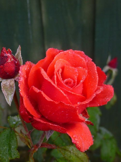 rose flowers red