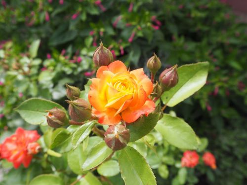 rose bush romance