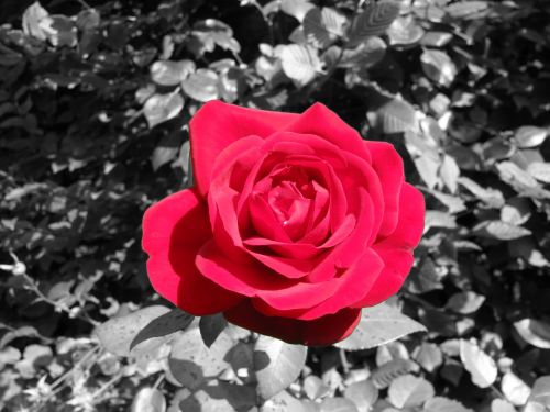 rose red flower