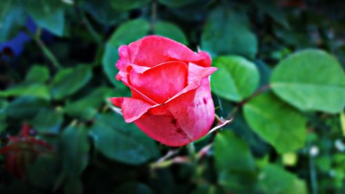 rose beauty flower