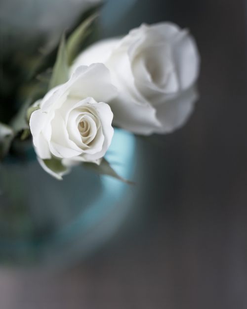rose flower white