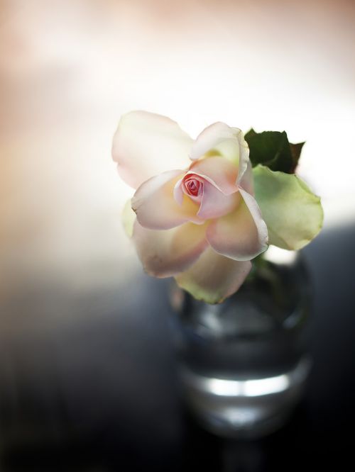 rose roosje vase