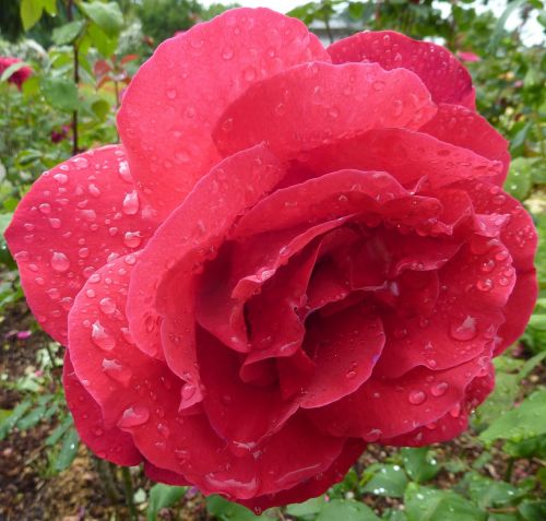 rose wet roses