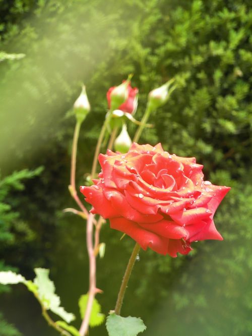 rose flowers red