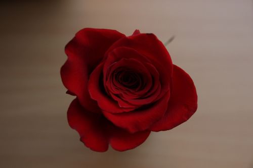 rose on floor