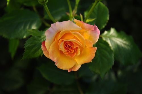 rose multi coloured blossom