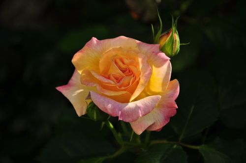 rose multi coloured blossom
