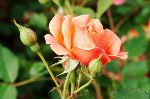 rose peach orange