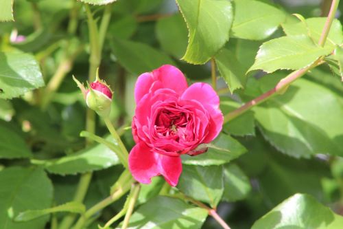 rose pink rose bloom