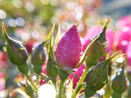 rose rose bud dew