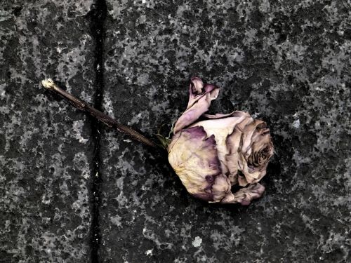 rose death flower