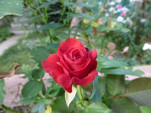 rose mini-rose color