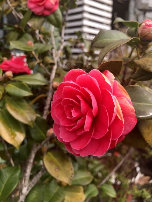 rose flowers red