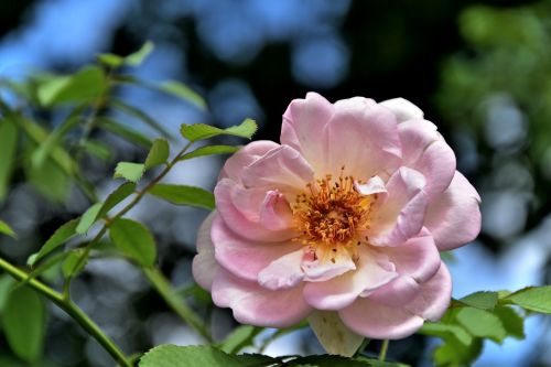 rose pink flower