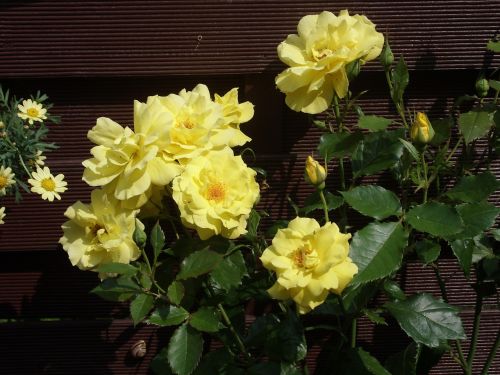 rose yellow rose blooms