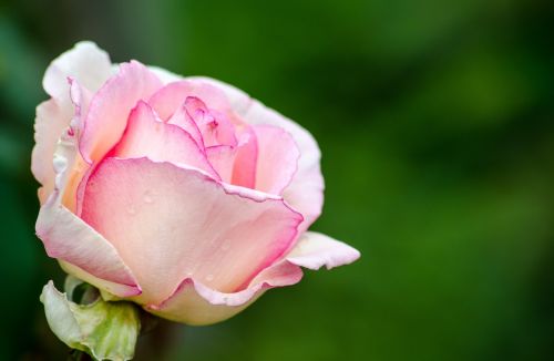 rose pink rose bloom