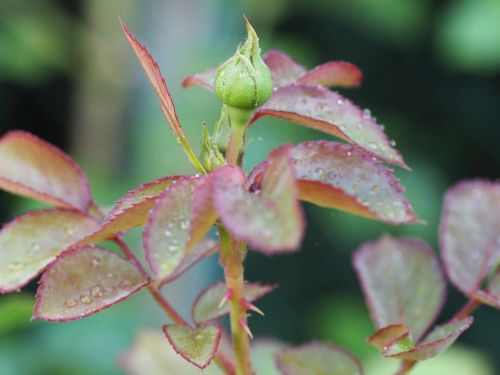 rose romance mourning