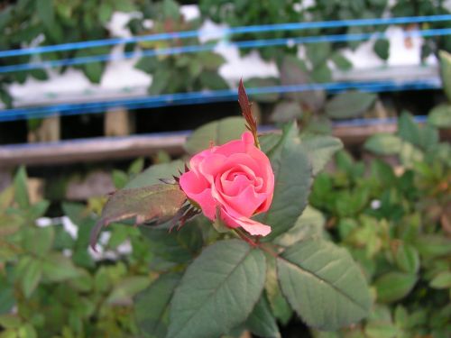 rose flower bloom