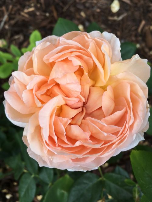 rose flower peach