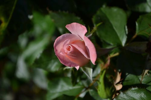 rose pink mary mackillop rose