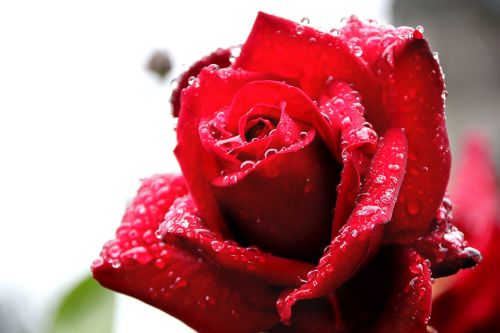 rose drip dew
