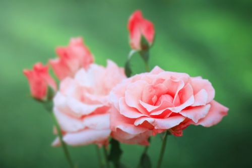rose rose bloom pink rose