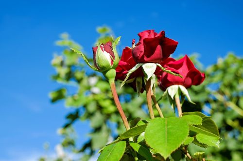 rose flower rose blooms